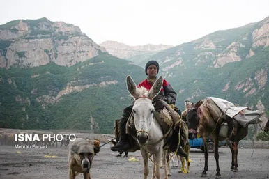 گزارش تصویری | کوچ سالانه دامداران سنتی در محور کرج - چالوس