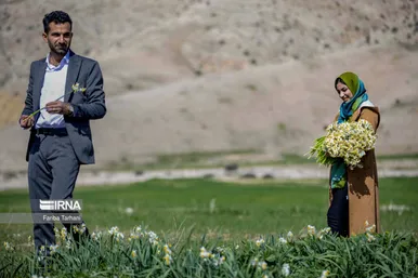 نذر گل نرگس به مقصد حرم