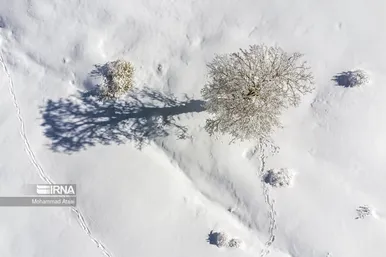 ایران زیباست | گلستان برفی