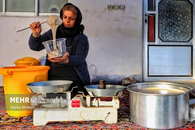 برداشت نیشکر در مازندران