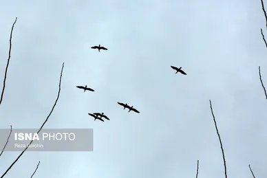 ایران زیباست | پرندگان مهاجر دریای خزر