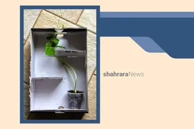 دانستنی&zwnj;های کودک | دانه&zwnj;ها نور را پیدا می&zwnj;کنند