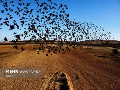پرواز شگفت انگیز سارها