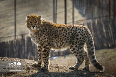 ۹ ماهگی «پیروز»