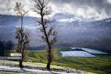 عکس‌هایی از مزارع کلزا