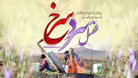 ویدئو | فصل سردِ سرخ، روایتی از برداشت زعفران توسط کشاورزان خراسانی