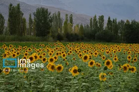 ایران زیباست | &laquo;خوی&raquo;؛ قطب تولید دانه&zwnj;های روغنی آفتابگردان