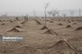 مدیرکل منابع طبیعی خراسان رضوی: ۴۰۰ هزار اصله نهال از ابتدای هفته توزیع شد