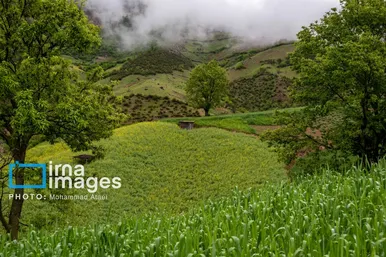 ایران زیباست | بهارِ گلستان