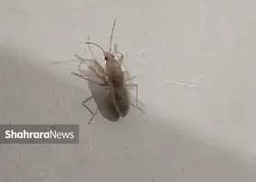 کانون فعالیت حشره &laquo;سنک&raquo; مشخص شد