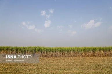 آغاز برداشت محصول نیشکر در خوزستان