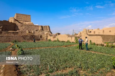 ایران زیباست |  کاشت گل نرگس در یزد