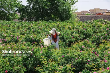 گزارش تصویری | برداشت گل محمدی از روستای فرخد «قمصر خراسان»