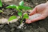 ۲۰۰۰ تن کود اوره برای توزیع بین کشاورزان خراسان رضوی تأمین شد