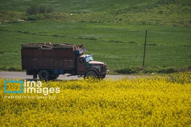 گزارش تصویری | قاچاق چوب