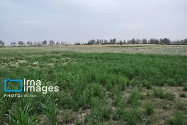 گزارش تصویری | ورود آب به سیستان پس از سال‌ها خشکسالی