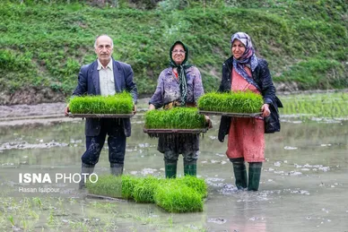 ایران زیباست | بانک نشاء برنج