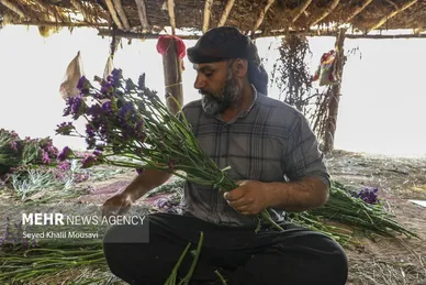 ایران زیباست | برداشت گل در حمیدیه خوزستان