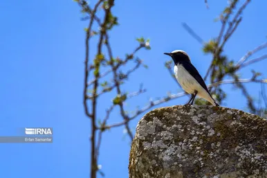 روز جهانی پرندگان مهاجر