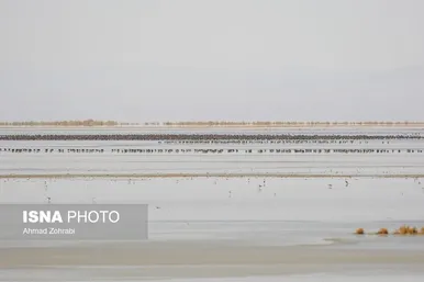 گزارش تصویری | سرشماری پرندگان مهاجر «تالاب مُرِّه» - قم