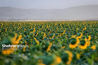 مزرعه آفتابگردان در حوالی برج رادکان