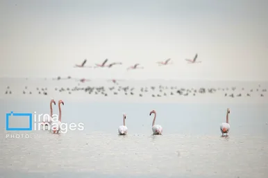 ایران زیباست | پرندگان مهاجر