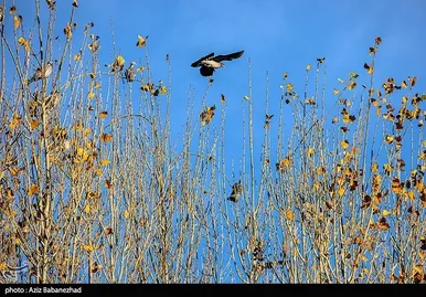 ایران زیباست | پرواز کبوترها در روزهای پاییزی