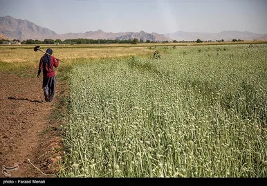 مزرعه پیاز بذری - کرمانشاه