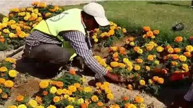 کاشت ۷۷۰ هزار بوته گل فصلی در منطقه یک مشهد