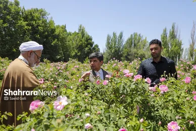 گزارش تصویری | جشن گل‌های محمدی روستای فرخد خراسان رضوی