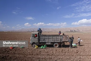 گزارش تصویری | برداشت سیب زمینی از مزارع کشاورزی فیروزکوه