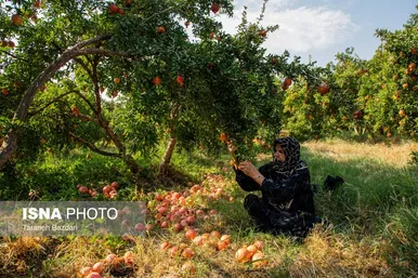 ایران زیباست | برداشت انار در لرستان