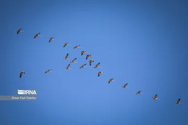 ایران زیباست | تالاب میقان