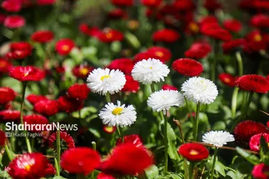 گزارش تصویری | المان های گل در نوروز ۱۴۰۴ مشهد