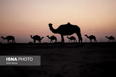 پرورش شتر در هویزه