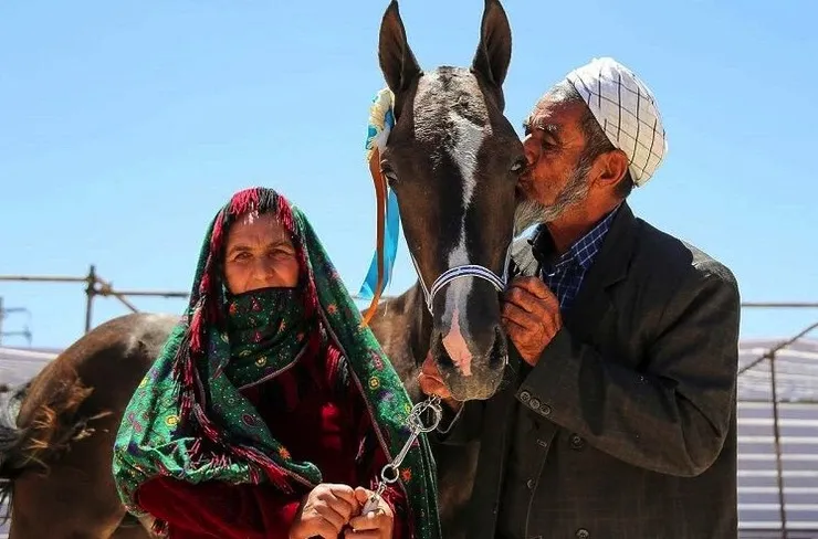 برگزاری جشنواره ملی زیبایی اسب اصیل ترکمن در بجنورد