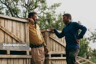 گزارش تصویری | برداشت گلابی از باغات چناران