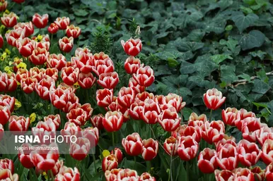 لاله‌های بوستان باغ ایرانی