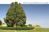 پیرترین درخت مشهد را کسی دیده است؟