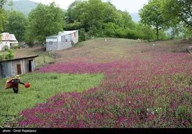 ایران زیباست | برداشت گل گاو زبان در روستای سجیران گیلان
