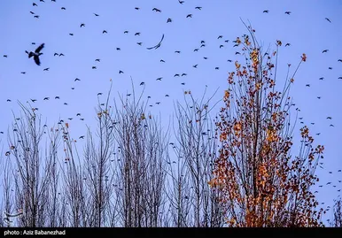 ایران زیباست | پرواز کبوترها در روزهای پاییزی