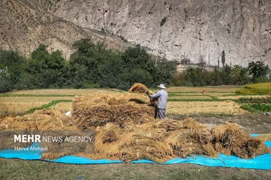 گزارش تصویری | برداشت سنتی برنج در سوادکوه