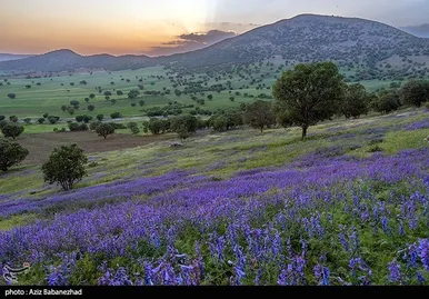 ایران زیباست | دشت گل‌های بنفش در شهرستان خرم آباد