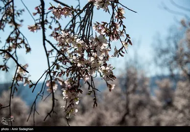 ایران زیباست | اندک اندک می‌رسد اینک بهار