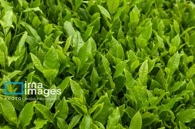 ایران زیباست | چای ایرانی