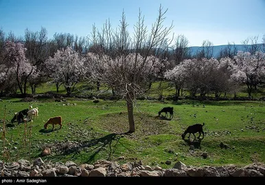 ایران زیباست | اندک اندک می‌رسد اینک بهار