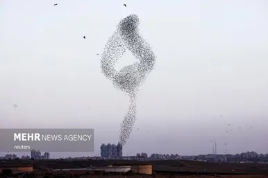 پرواز شگفت انگیز سارها