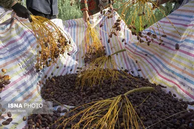گزارش تصویری | برداشت خرما از نخلستان‌های روستای غزاویه - خوزستان