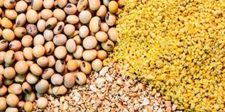 تأمین و توزیع ۵۰۰ هزار تن کنجاله سویا برای فصل پاییز