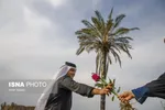 مزرعه گل شب‌بو در شهرستان حمیدیه